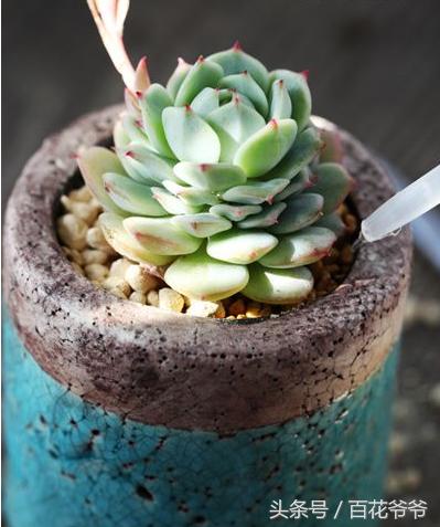 老肉友手把手教你学会韩国进口多肉的定植方法（配图哟！）