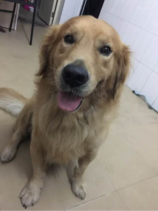 小短腿的金毛是什么犬,小短腿金毛狗狗