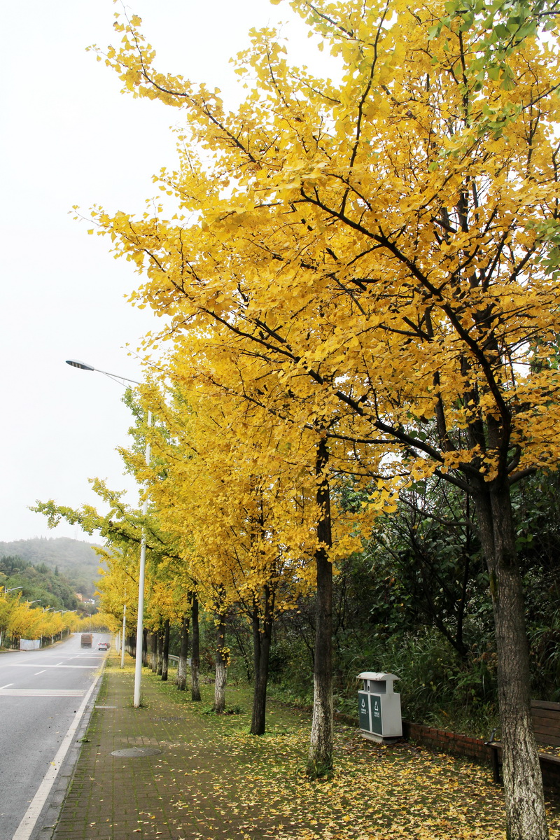 印象武隆属于什么档次,重庆旅行攻略观夜景