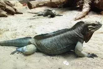 绿鬣蜥的饲养方式和技巧,绿鬣蜥的饲养方法和注意事项