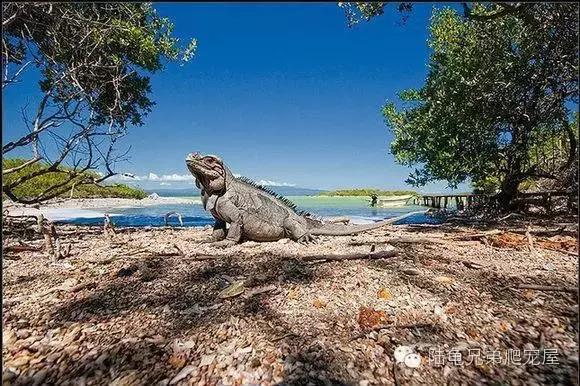绿鬣蜥的饲养方式和技巧,绿鬣蜥的饲养方法和注意事项