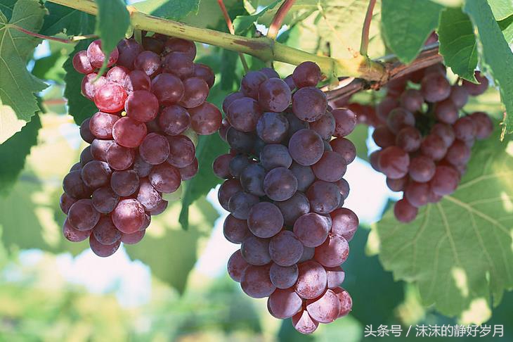 孕妈最适宜吃的秋季水果,秋天到了孕妇适合吃哪些水果