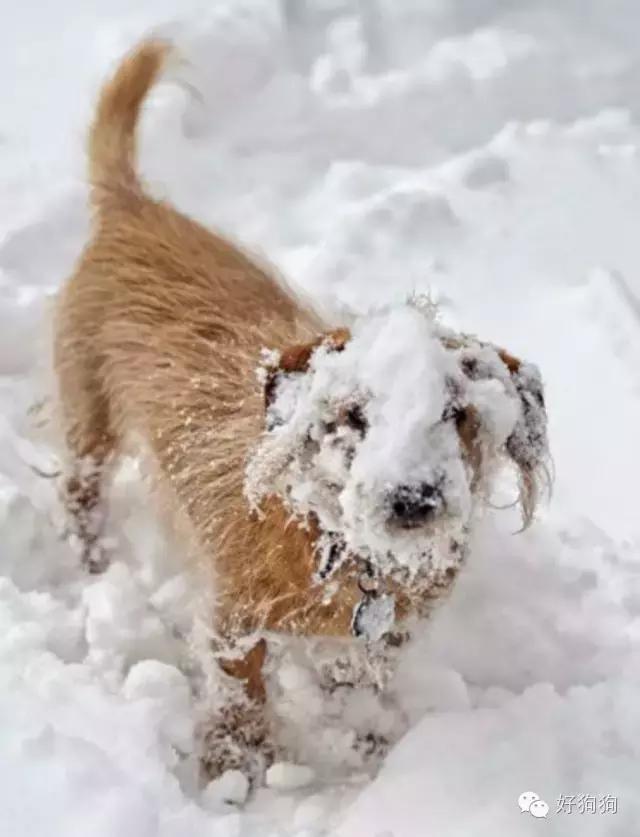 下雪天狗狗会怎么样,下雪天狗狗应该注意什么