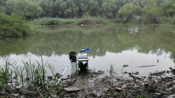 小河钓起一条“翘嘴”仔细一看我笑了