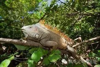 绿鬣蜥饲养,绿鬣蜥如何饲养