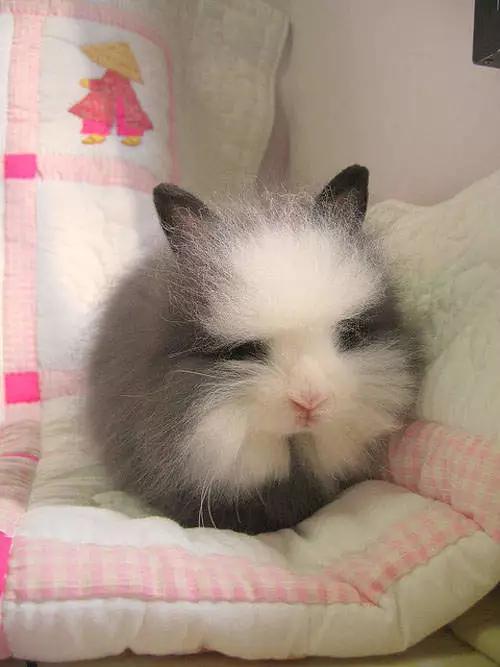 兔子好养吗,兔子属于动物吗