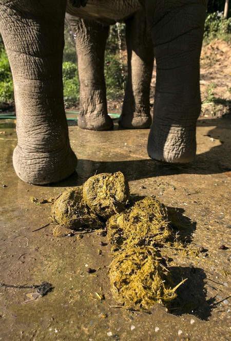一杯1500元的黑象牙咖啡大象便便中的咖啡豆冲出的咖啡