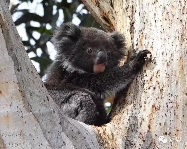 袋鼠和考拉在加拿大还是澳大利亚,袋鼠和考拉是什么关系