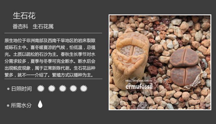 1000种多肉植物珊瑚图鉴,最全多肉品种图鉴