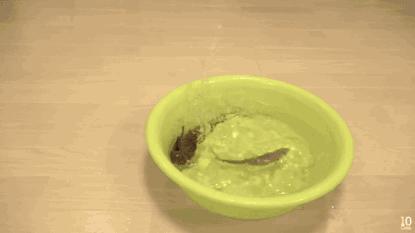 猫咪和小龙虾,猫和小龙虾之间的对决