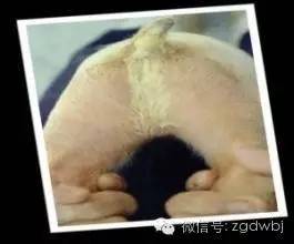 仔猪黄白痢的原因和治疗方案,哺乳仔猪拉黄白痢应该用什么药治