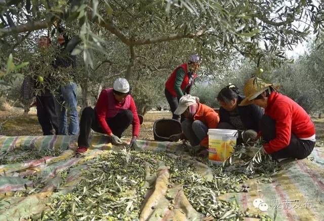 最美橄榄季，小武带您探访“特级初榨”是如何炼成的~