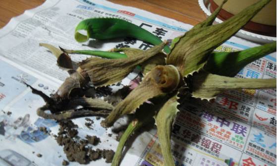 多肉不是徒长就是干,多肉上面黄叶枯萎是什么原因