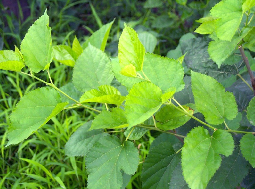 咽喉炎咽干吃什么中药,上火导致的咽喉肿痛应该吃什么药