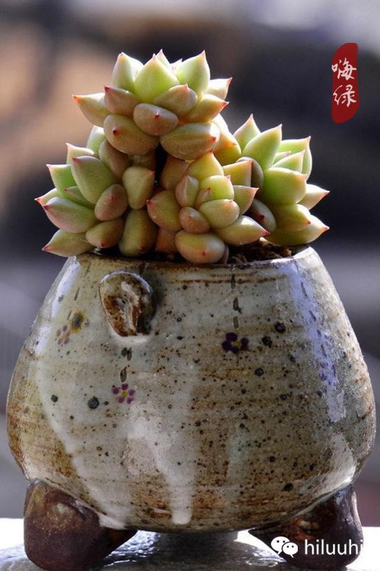 怎么可以这么美图片,漂亮韩国多肉