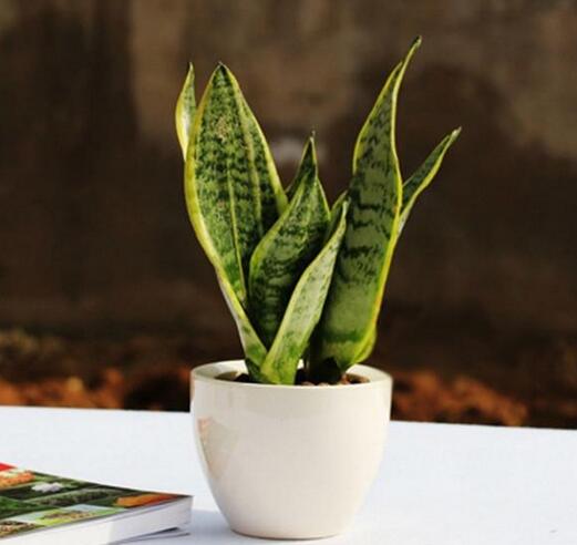 什么植物可以吸收甲醛和毒气,吸收室内有毒物质哪种植物最好