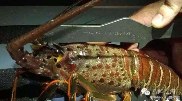 波士顿龙虾竟然是超大号小龙虾,波士顿龙虾绝对鲜活