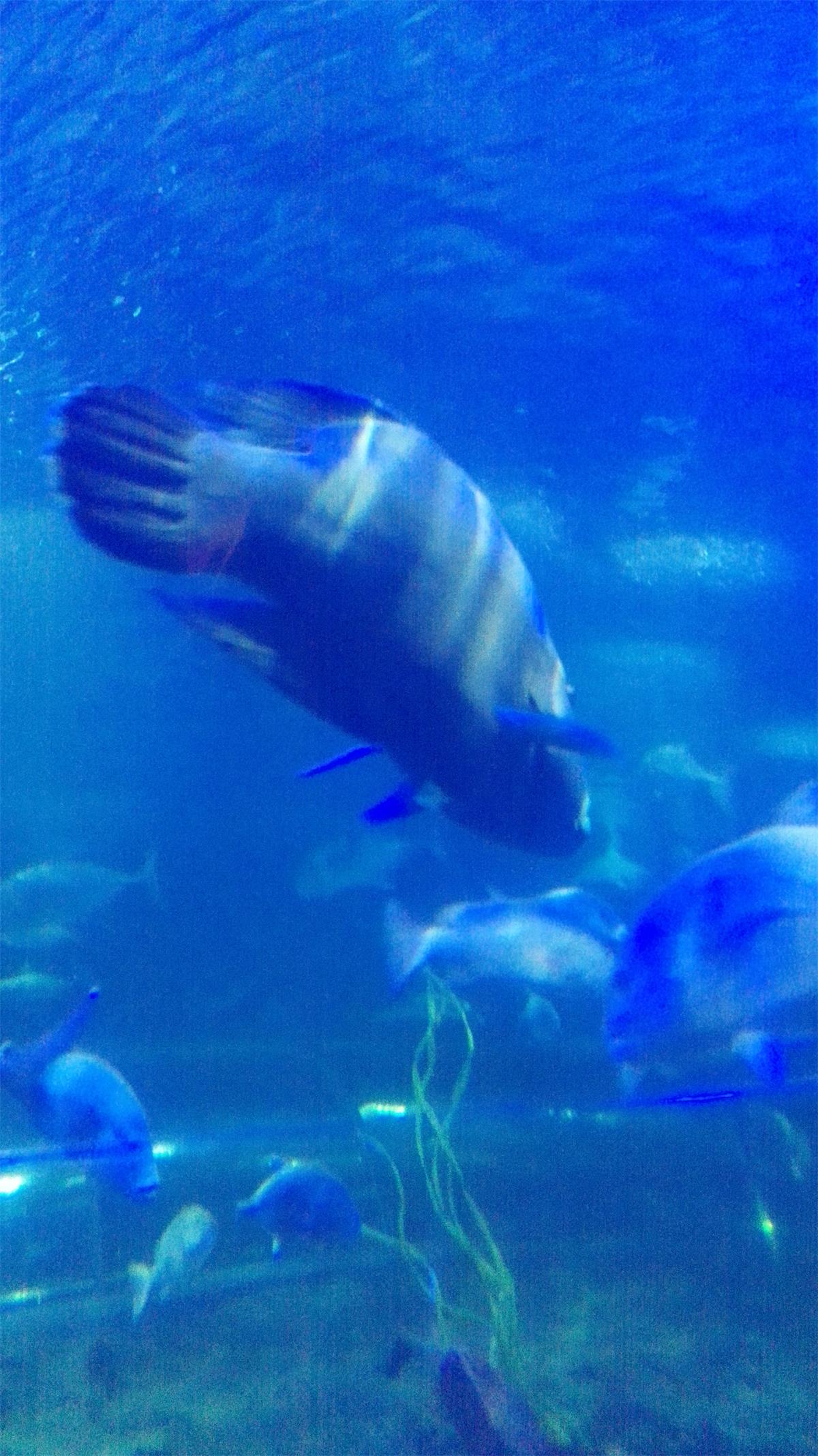 记录越南芽庄之旅第六天 (越南芽庄值得去吗)