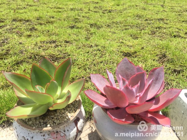 我的多肉小苗一直在露养用遮阳吗,露养冬天的第一盆多肉