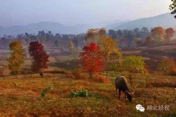 武汉秋天不可错过的美景,武汉踏春打卡地