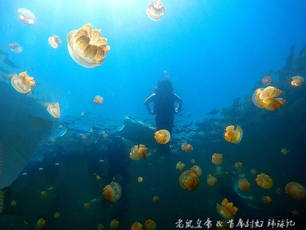 帕劳海底世界完整视频,帕劳潜水遇到的海底生物