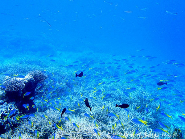 帕劳海底世界完整视频,帕劳潜水遇到的海底生物