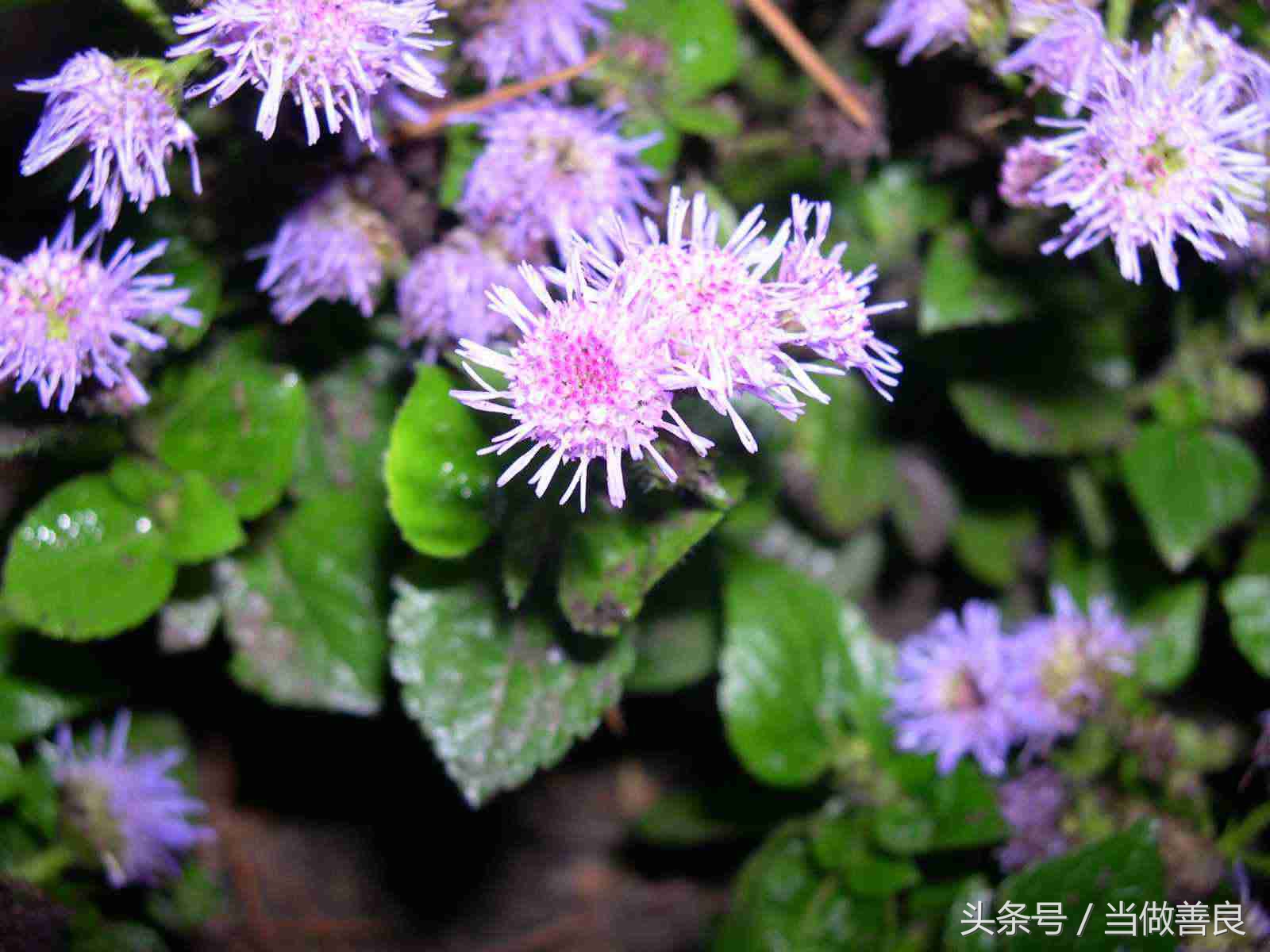 南方小时候常见又叫不上名的植物,四川常见花草植物有哪些