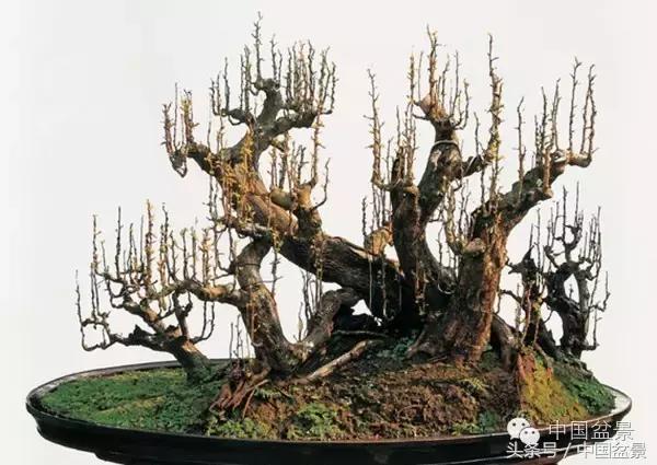 枸杞树桩盆景如何造型,紫薇盆景树桩造型图片