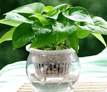 绿萝用水扦插的正确方法,绿萝水养的扦插方法