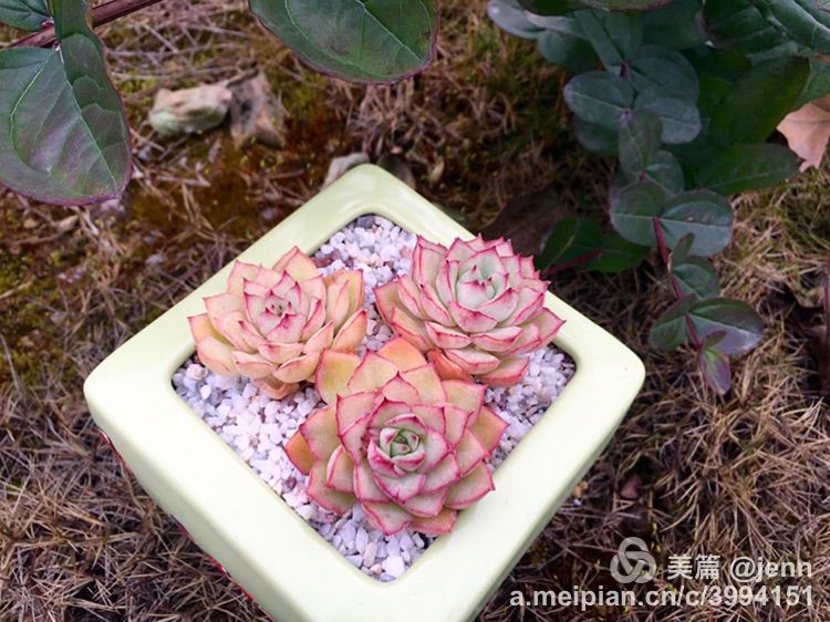 我的多肉小苗一直在露养用遮阳吗,露养冬天的第一盆多肉