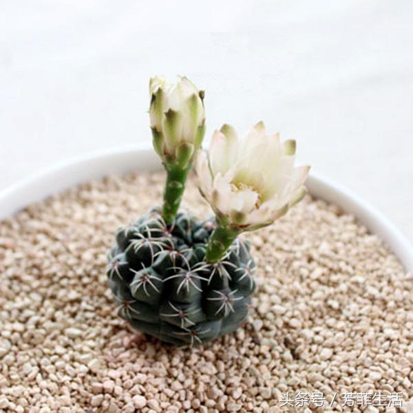 植物杀手，你知道仙人球要怎么养吗？