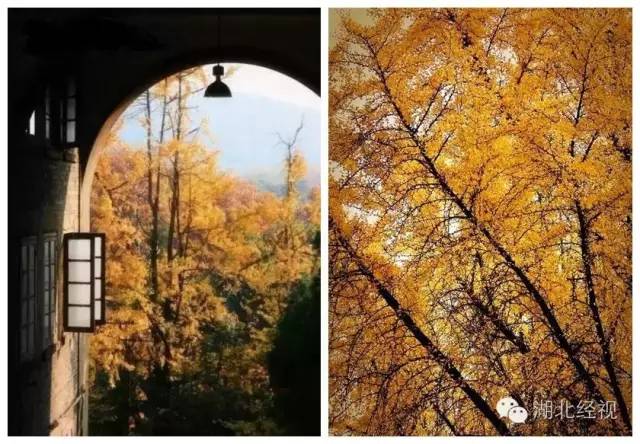 武汉秋天不可错过的美景,武汉踏春打卡地