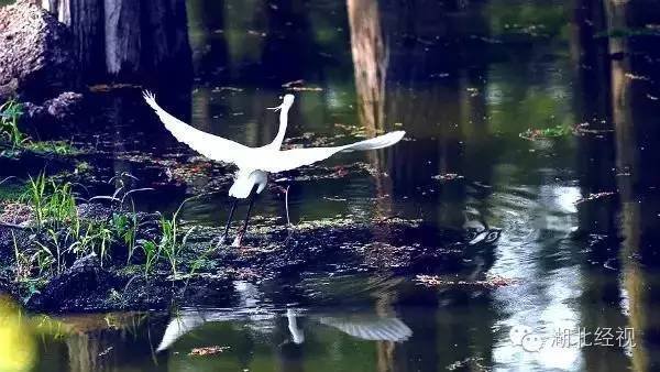 武汉秋天不可错过的美景,武汉踏春打卡地