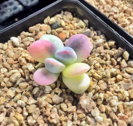 怎么养多肉植物才不会死,多肉植物容易养死原因