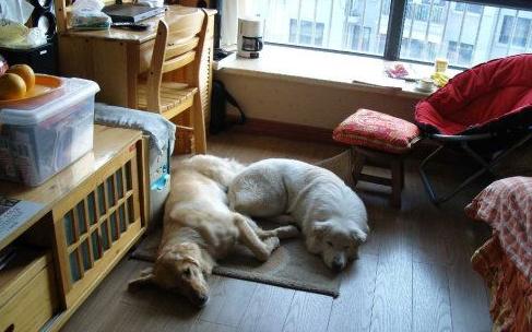 怎么养多肉植物才不会死,多肉植物容易养死原因