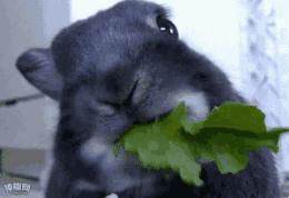 天津一高校食堂惊现“砂锅大嘴猴”“蓝瘦香菇包”！