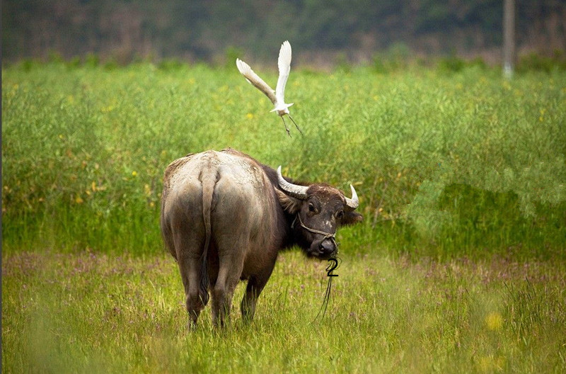 猜十二生肖动物谜语大全及答案,十二生肖最甜甜蜜蜜的生肖谜语