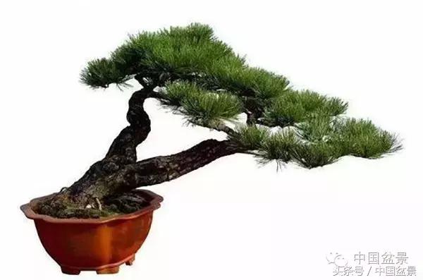 枸杞树桩盆景如何造型,紫薇盆景树桩造型图片