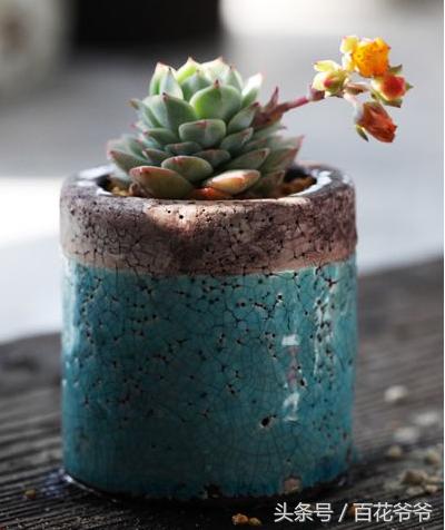 老肉友手把手教你学会韩国进口多肉的定植方法（配图哟！）