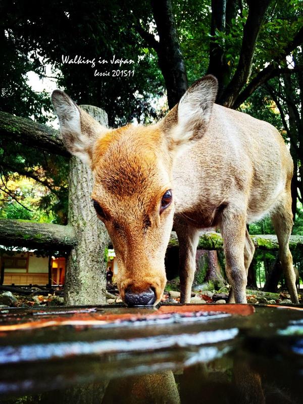 霓虹国秋日暴走之旅,漫步日本旅行游记