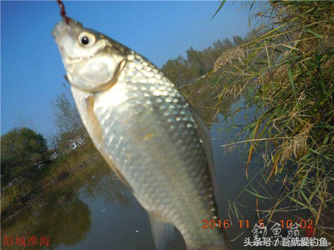 窝料大河野钓推荐,再钓东河水库