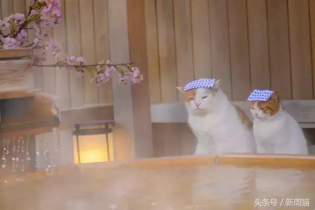 我们也可以像猫咪一样自由吗 (和猫一样的旅行)