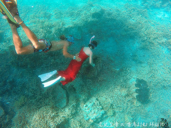 帕劳海底世界完整视频,帕劳潜水遇到的海底生物