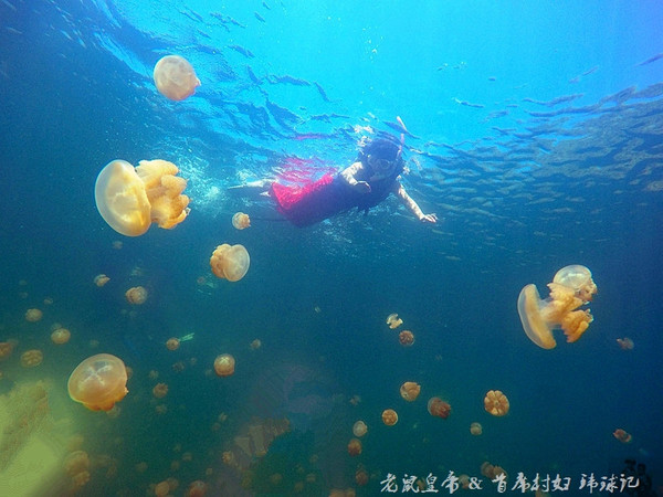 帕劳海底世界完整视频,帕劳潜水遇到的海底生物
