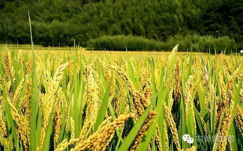 今日最新稻谷价格行情,今日稻谷价格河南信阳稻谷价格