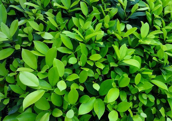 养绿植有什么寓意,养盆栽绿植有什么好处