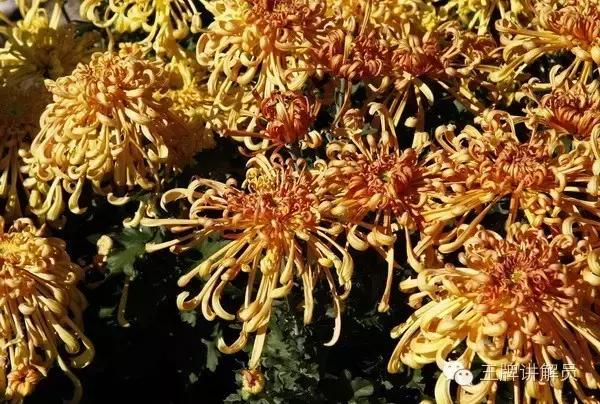 故宫文物菊花,故宫藏菊花长卷