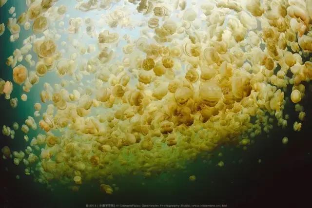 帕劳旅游吃住攻略,超强整理去帕劳不得不看的攻略