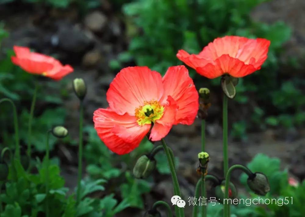 猫咪对哪些植物有毒,对猫咪有毒的植物