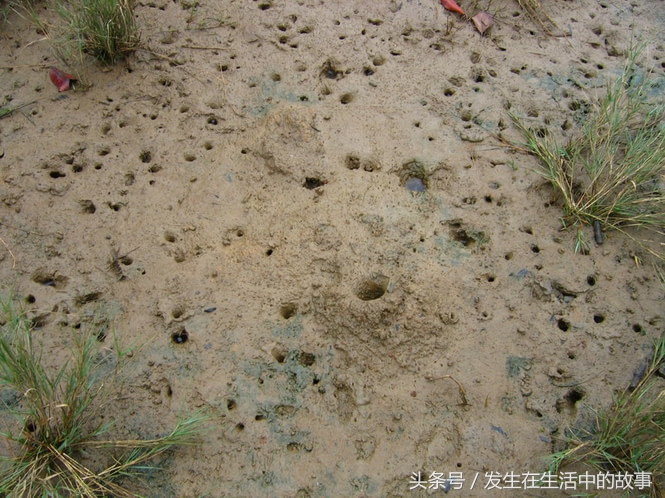 各种办法抓螃蟹,怎样才能轻松抓到螃蟹